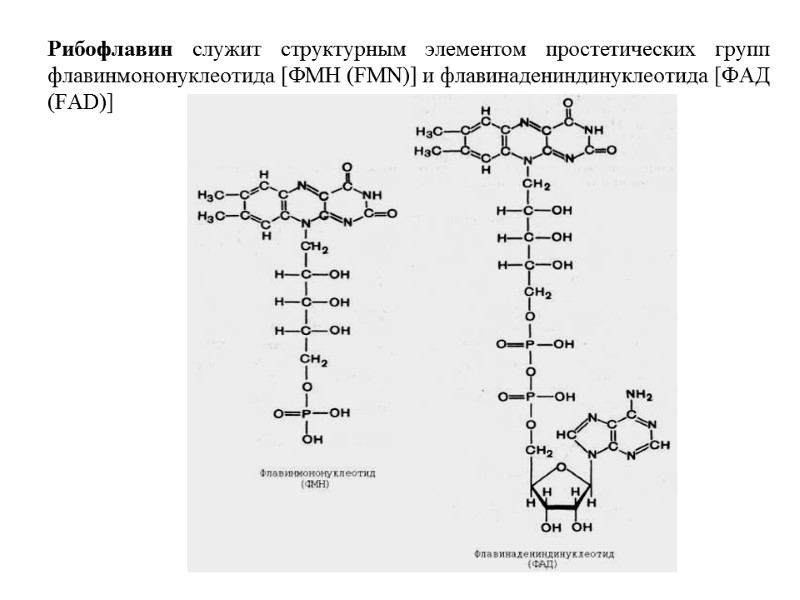 Рибофлавин служит структурным элементом простетических групп флавинмононуклеотида [ФМН (FMN)] и флавинадениндинуклеотида [ФАД (FAD)]